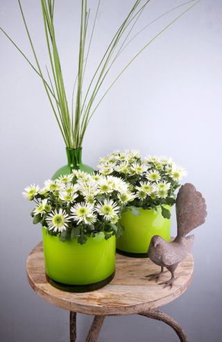 Chrysanthemum-pl_06