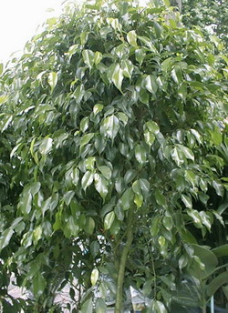 Le Ficus Benjamina - Le pouvoir des fleurs