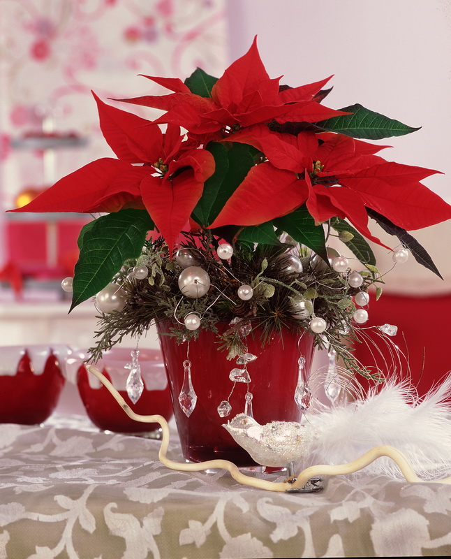 Beaux-poinsettia_01