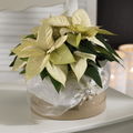 Beaux-poinsettia_03