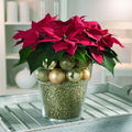 Beaux-poinsettia_04