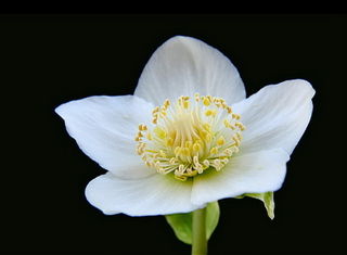 Hellebore_00