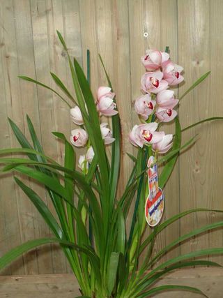 Cymbidium_01