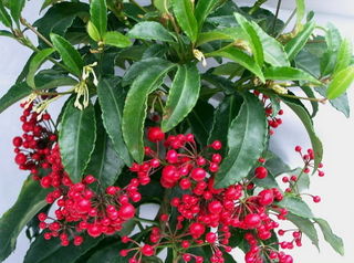 Ardisia_00