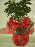 Ardisia