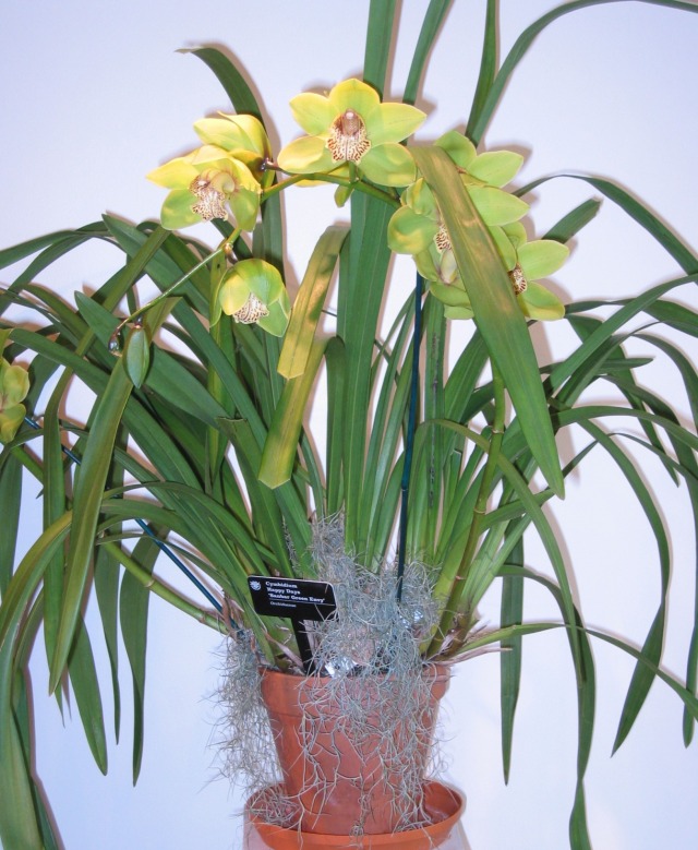 Cymbidium-001