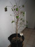 Ficus-malade