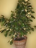 Ficus-benjamina_02