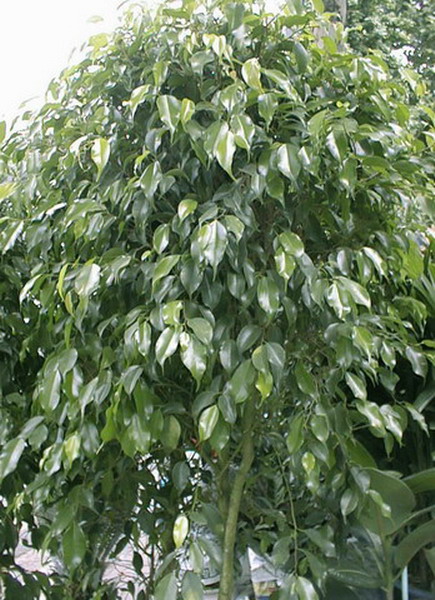 Ficus-benjamina_01