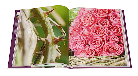 Rose-art_3