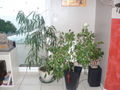 Ficus_01