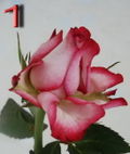 Rose_01