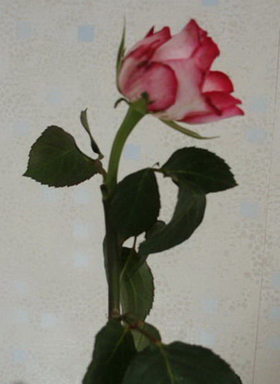 Rose_00