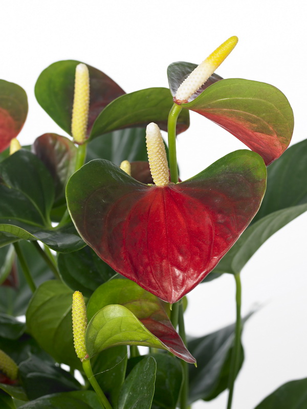 Anthurium_baby-boomer_01