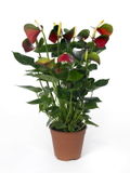 Anthurium_baby-boomer_02