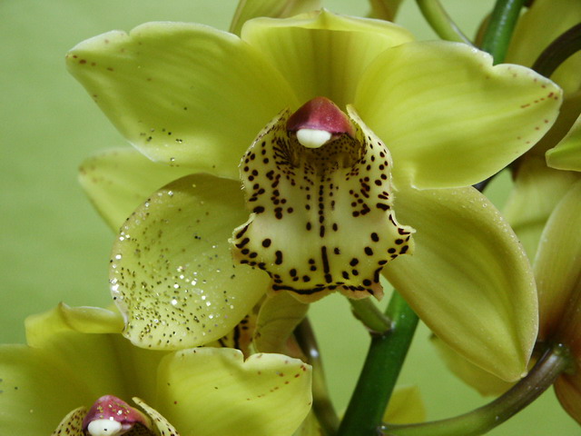 Cymbidium-fleuron