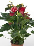 Anthurium_baby-boomer_03