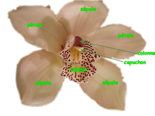 Cymbidium-detail