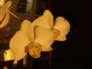 Orchidee-phalaenopsis_01