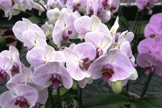 Phalaenopsis-magasin_01