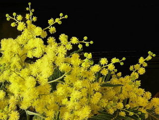 Le Mimosa Est En Fleurs Le Pouvoir Des Fleurs