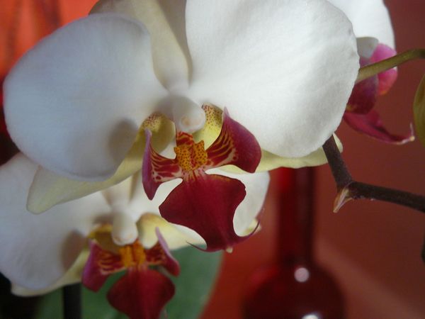 Les Orchidées Phalaenopsis - Le pouvoir des fleurs