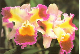 Cattleya