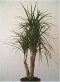 Dracaena_marginata