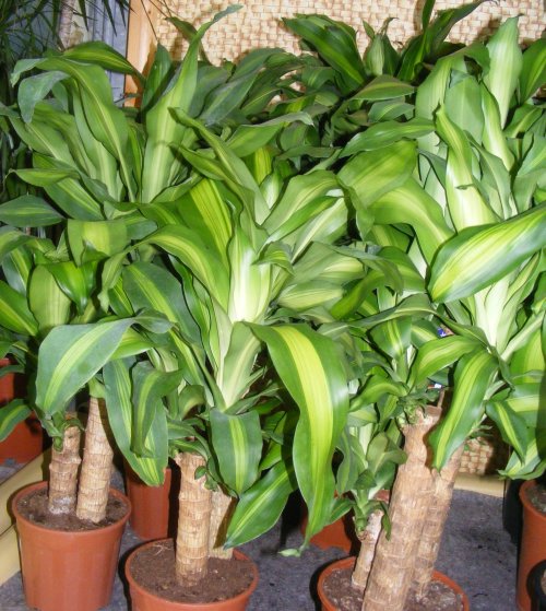 Dracaena_massangeana1