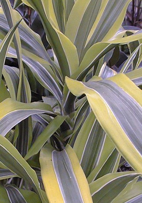 Dracaena_fragrans2