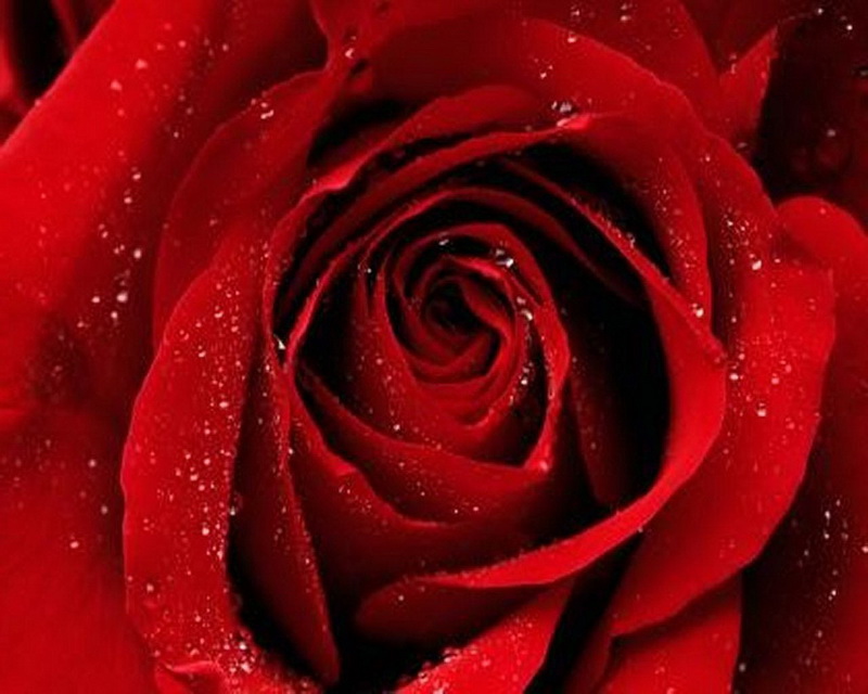Les roses et leur signification - Le pouvoir des fleurs