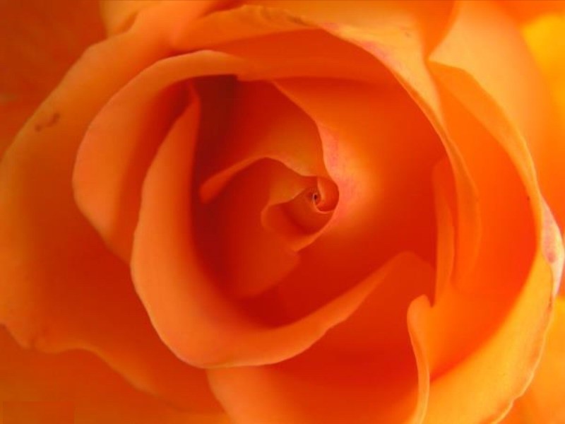 Les roses et leur signification - Le pouvoir des fleurs