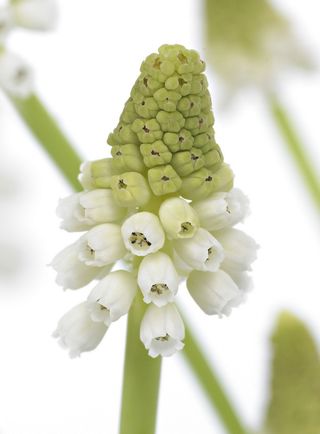 Muscari_white_magic_01