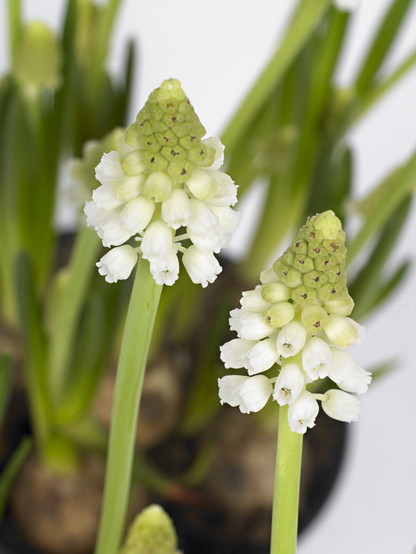 Muscari_white_magic_03