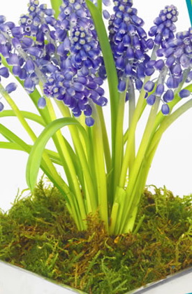 Muscari-2