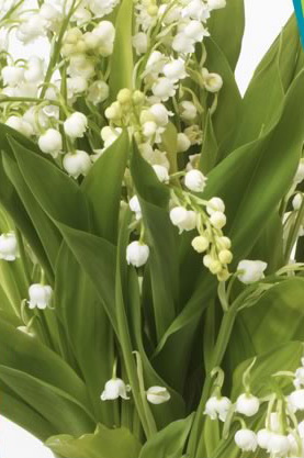 Muguet_2