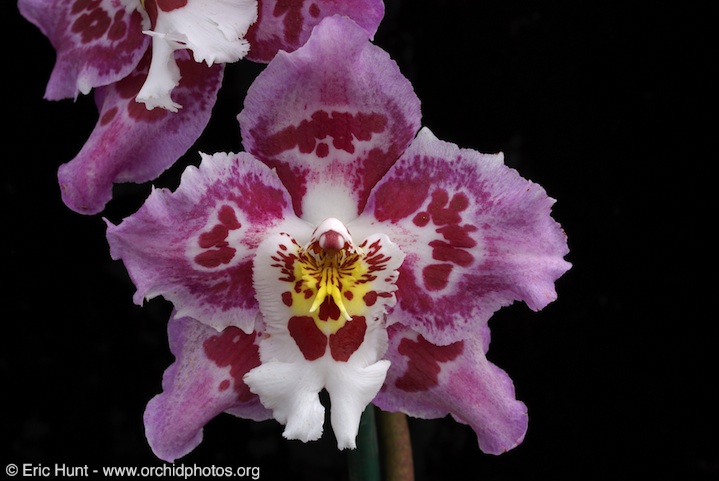 Orchidée