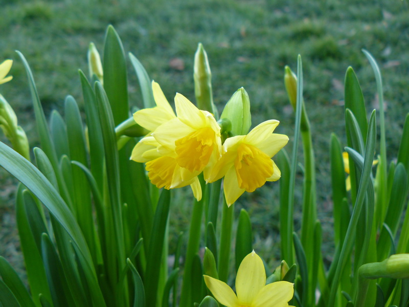 Narcisse-tete-a-tete_1