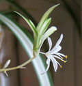 Chlorophytum-fleur