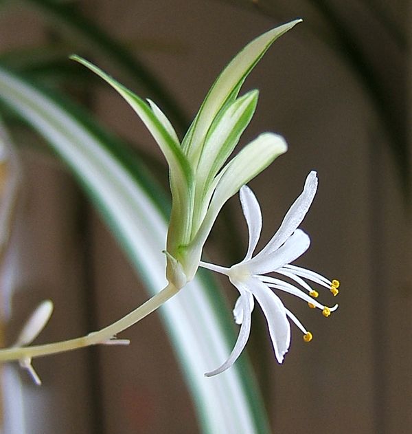 Le Chlorophytum Le Pouvoir Des Fleurs