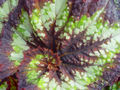 Begonia rex 2