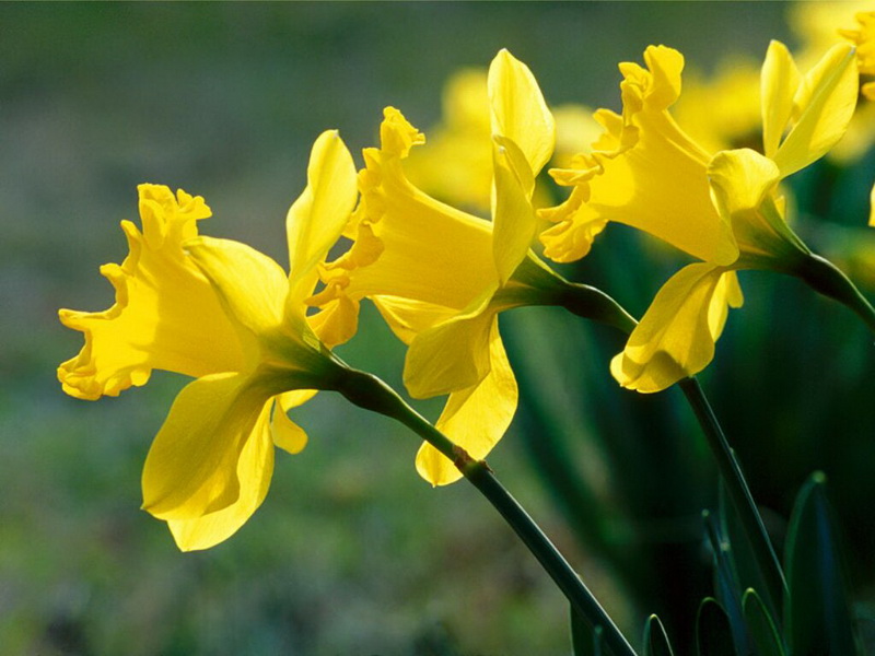 Les Jonquilles Le Pouvoir Des Fleurs