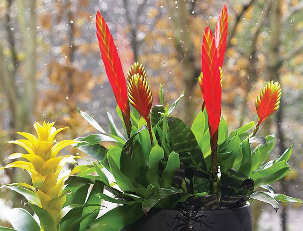 Home_bromelia_herfst