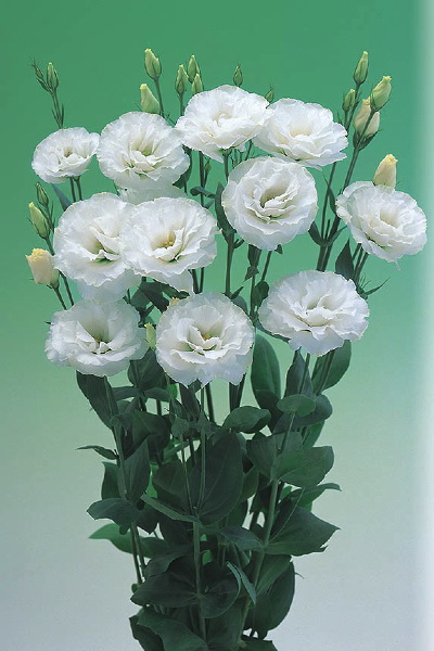 Lysianthus_02