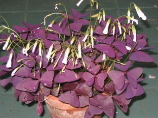 Oxalis