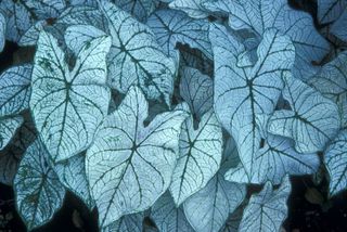 Caladium-02