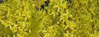 Forsythia_01