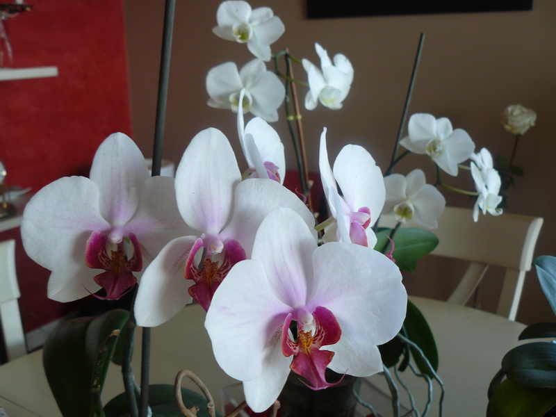 Phalaenopsis_03