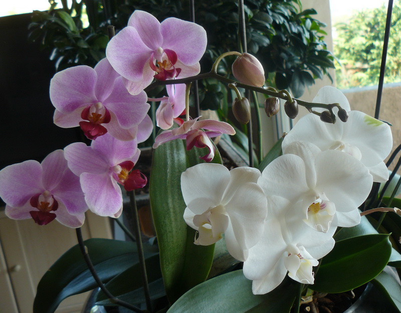 Phalaenopsis_01