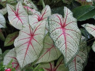 Caladium-01